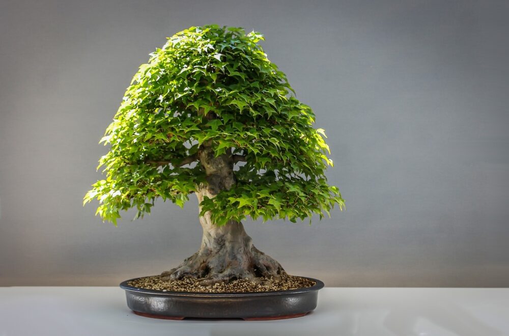 drzewko bonsai jak wyhodować
